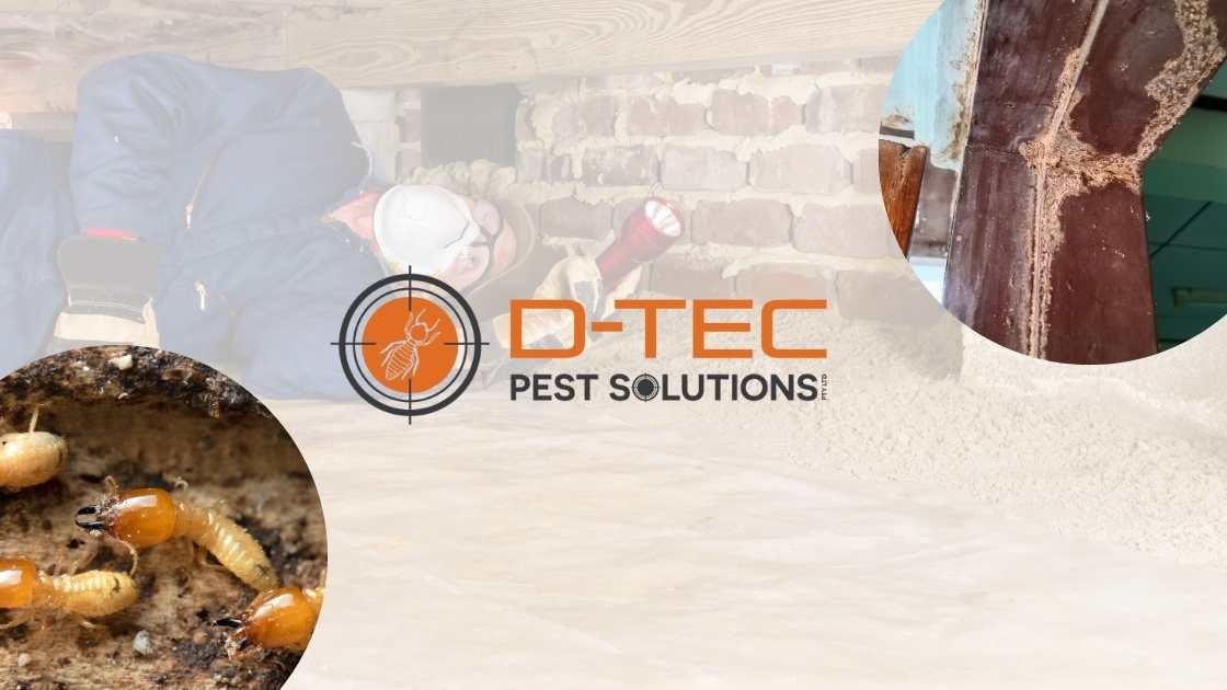 SEO Success for D-Tec Pest Control with Ranking Australia